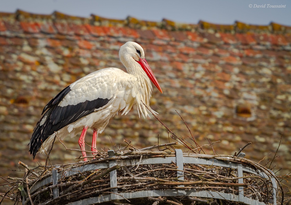 Cigogne à Munster