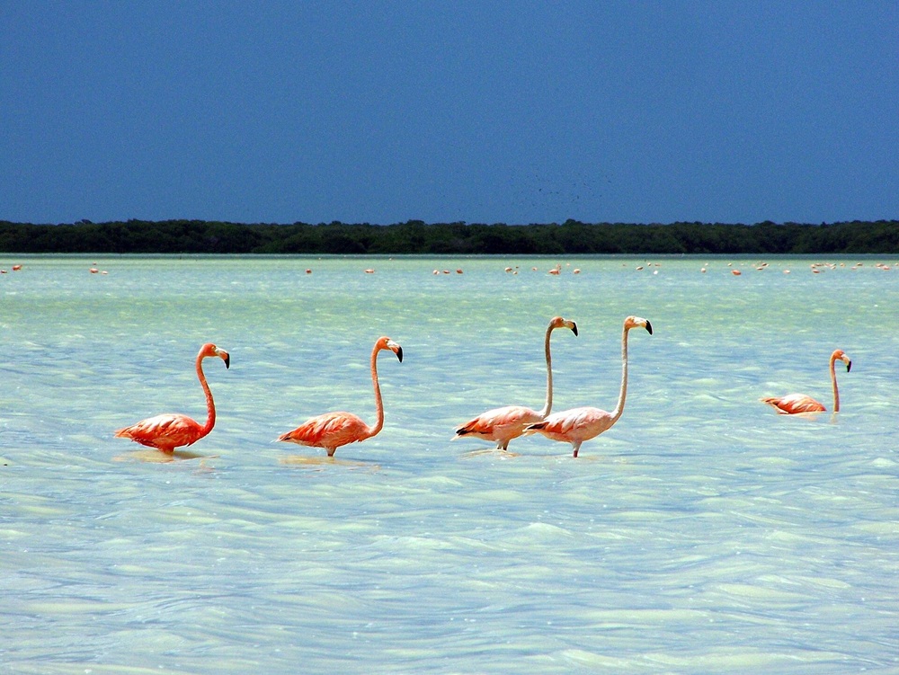 Flamants roses à Celestún