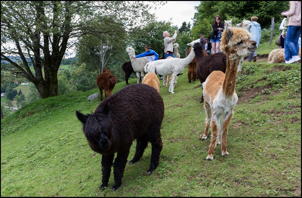 La Montagne des Lamas, La Bresse