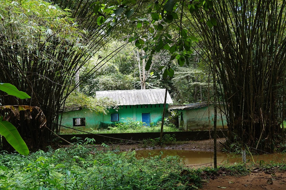 La forêt du Banco, Abidjan