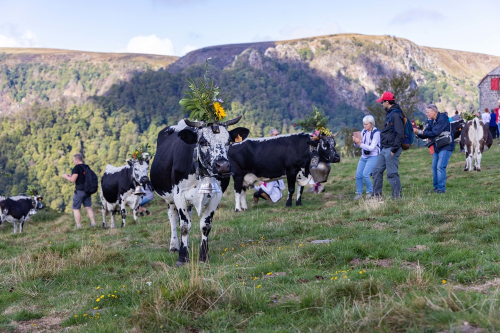 La transhumance, Munster