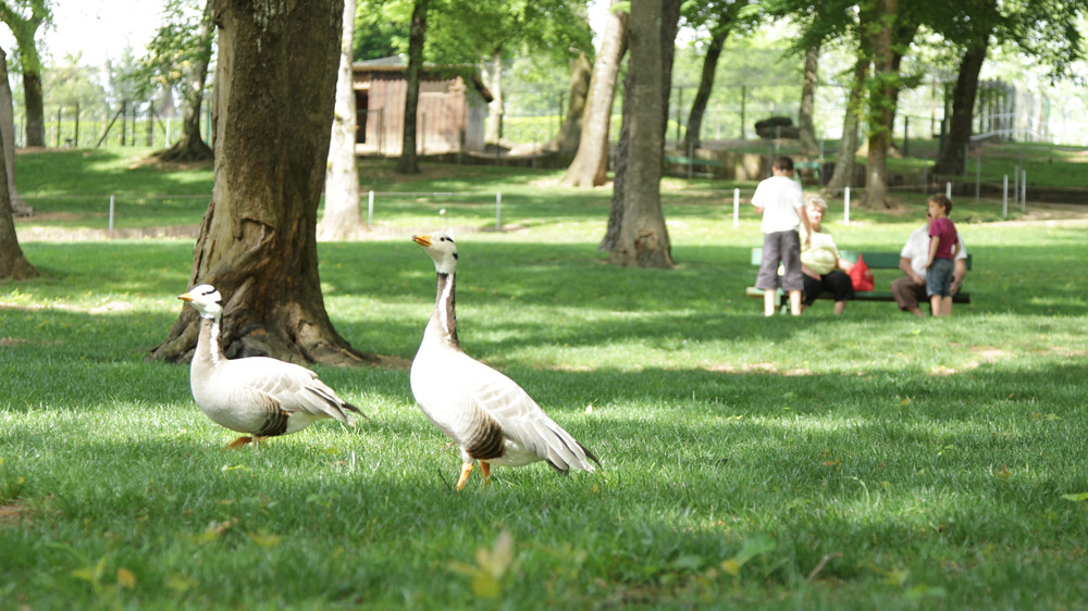 Le parc animalier de Nahuques, Mont-de-Marsan