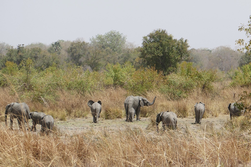 Le parc national de la Pendjari, Bénin