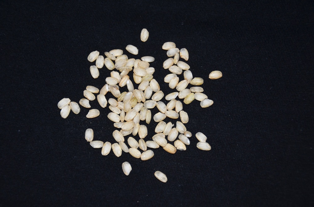Le riz Vialone Nano, Vérone