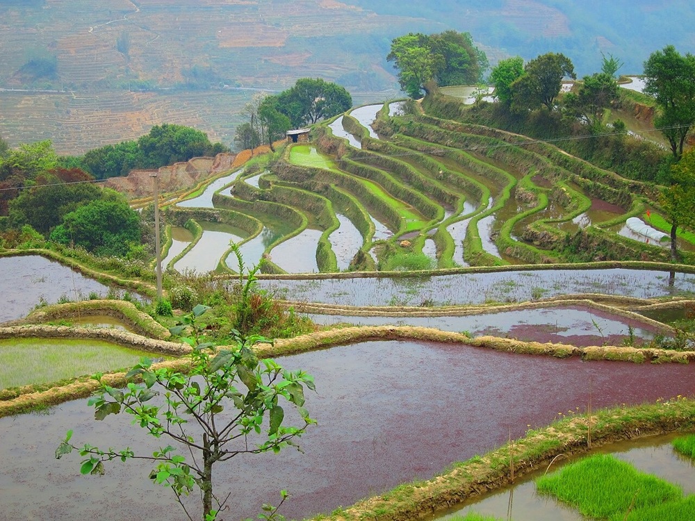Les rizières de Yuanyang, Yunnan