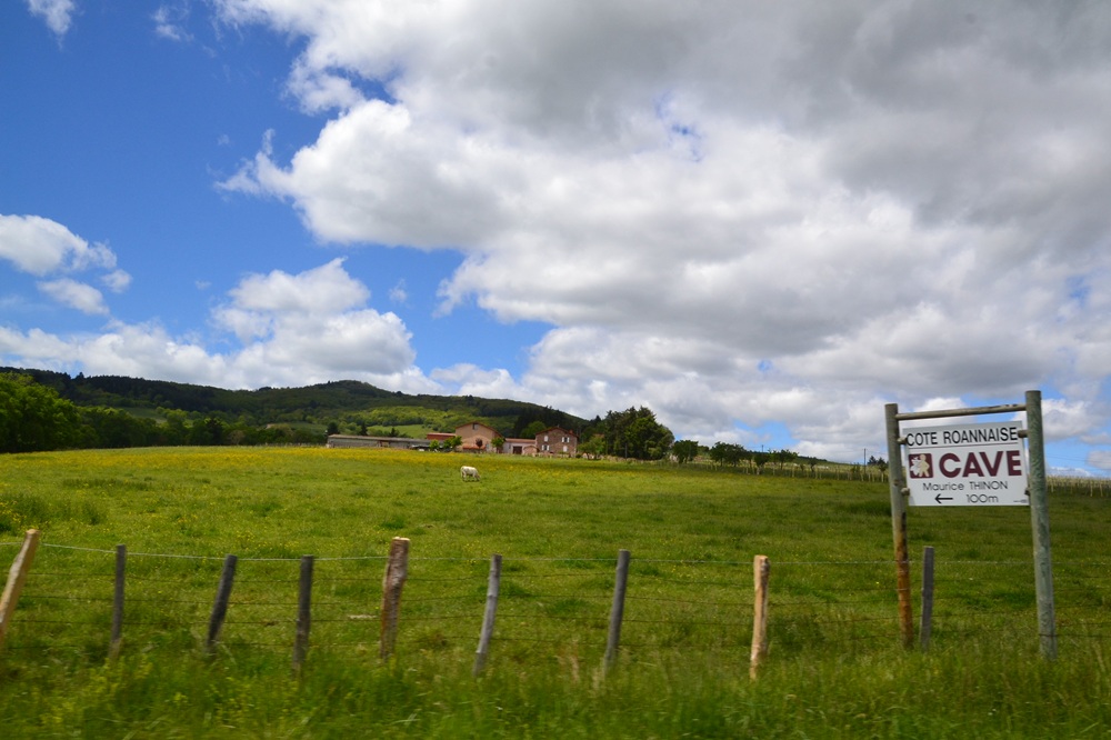 Vignoble de la Côte Roannaise