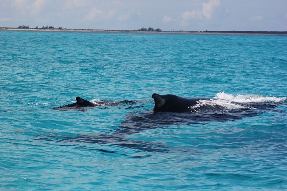 Baleine à bosse, îles Turks et Caïques
