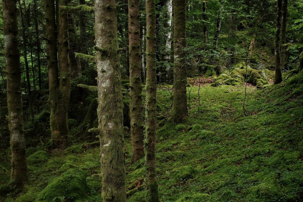 Forêt d'Issaux
