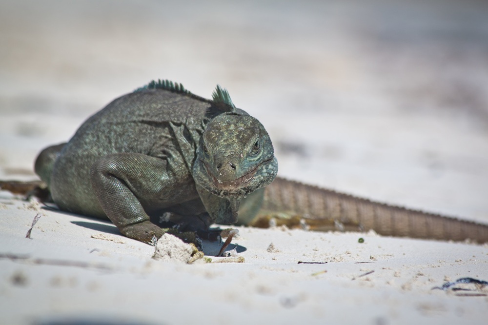 Iguane à Little Water Cay, îles Turks et Caïques