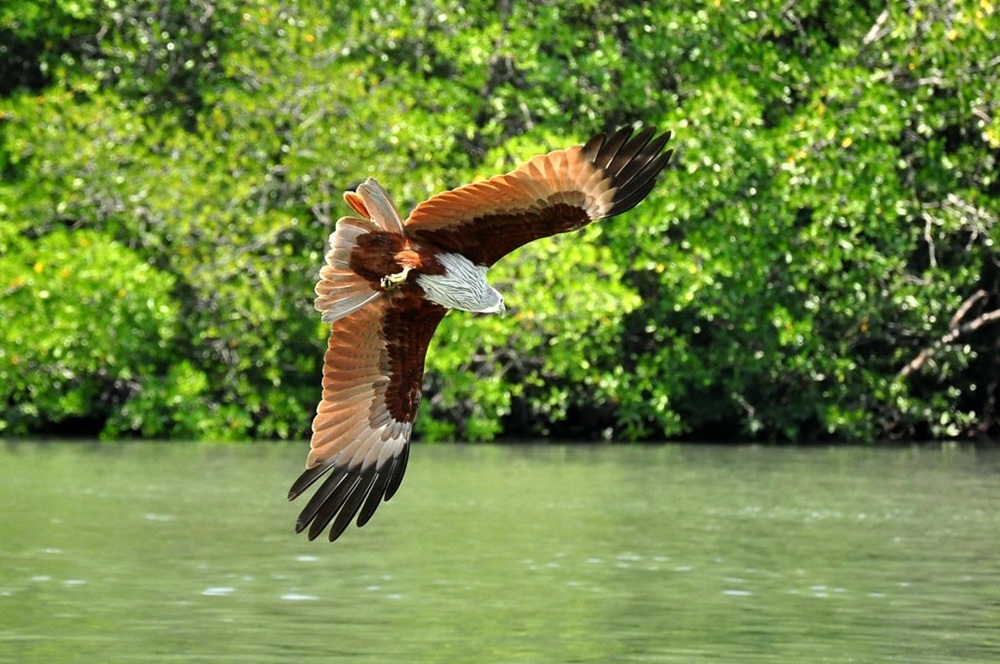 Kilim Geoforest Park, Langkawi