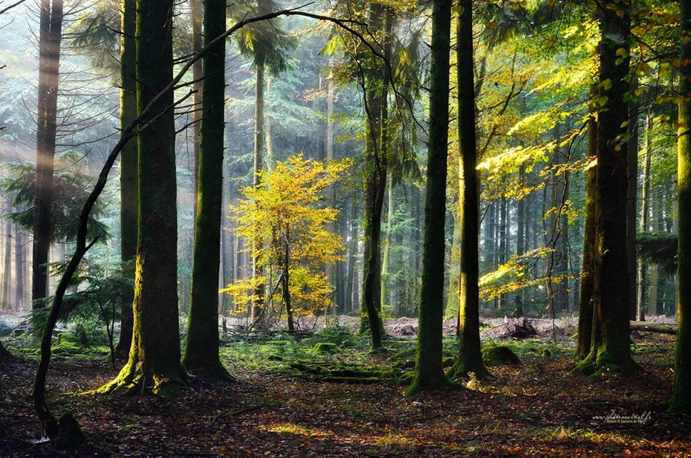 La Forêt de Lorge, côtes d'Armor