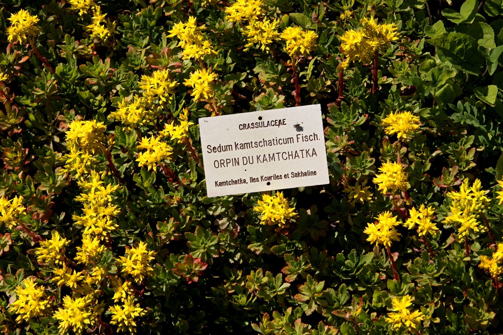 Le jardin botanique alpin du Lautaret