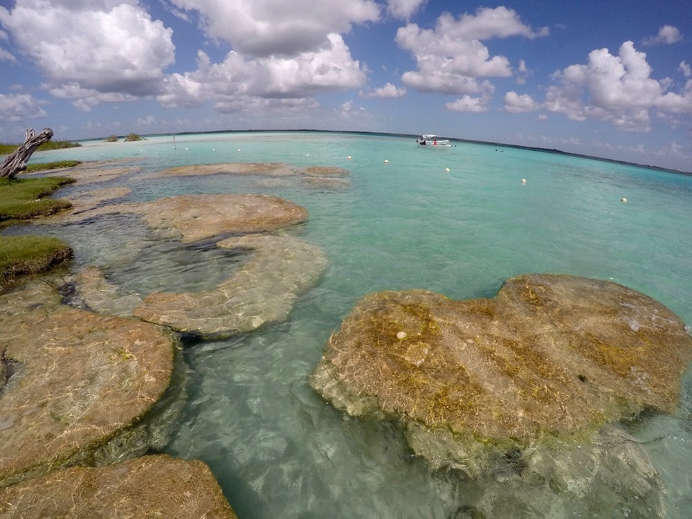 Stromatolites à Bacalar