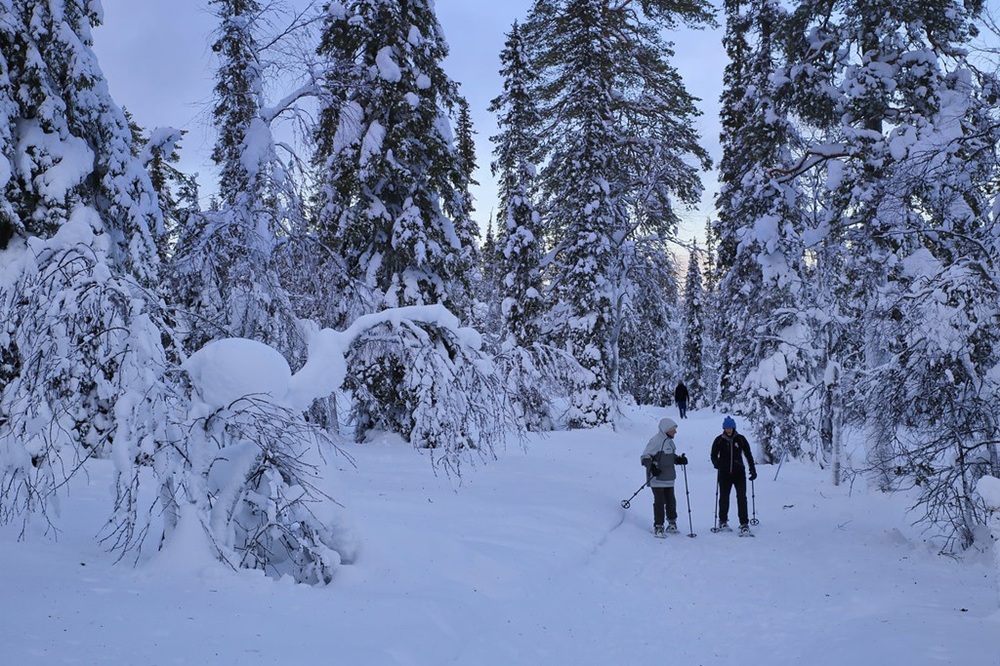 Activité de ski de fond dans le parc national de Pyhä-Luosto, Laponie finlandaise