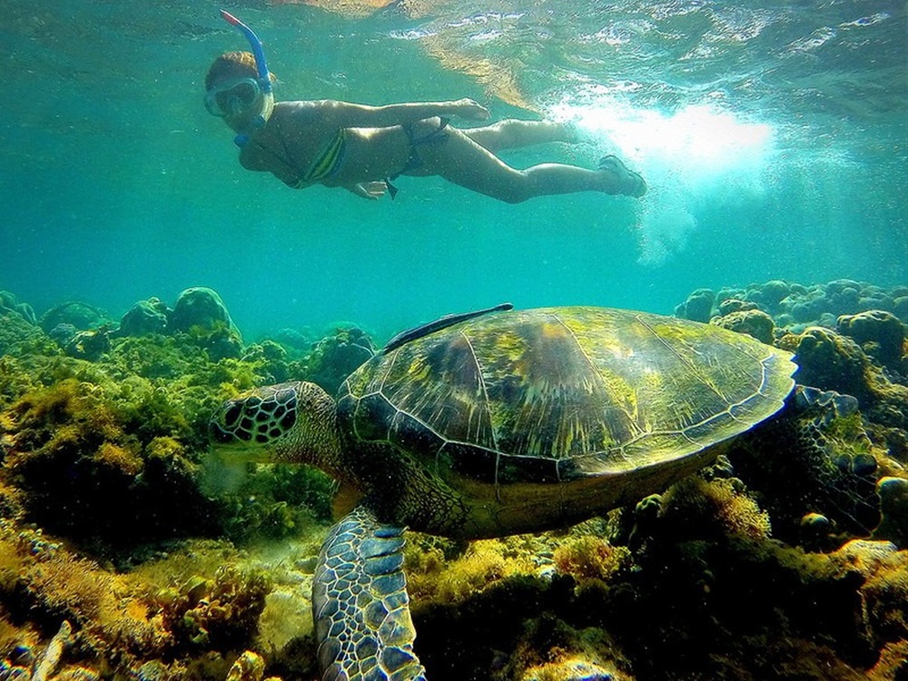 Apo Island dans les Visayas, Philippines