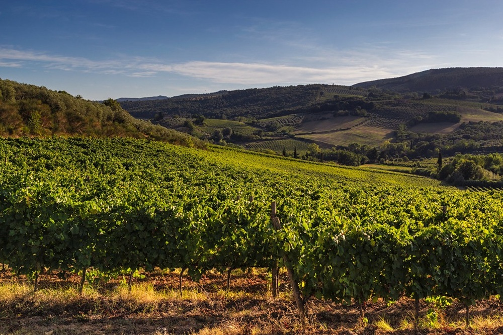 La Vernaccia di San Gimignano