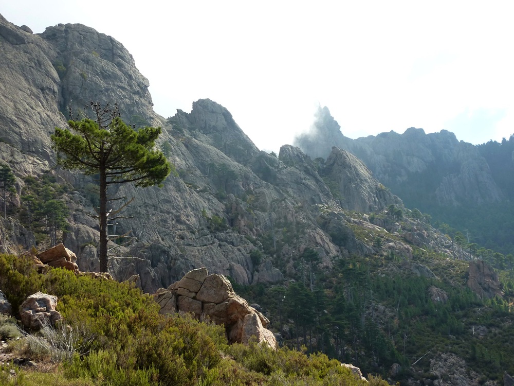 La forêt de l'Ospedale, Corse-du-Sud