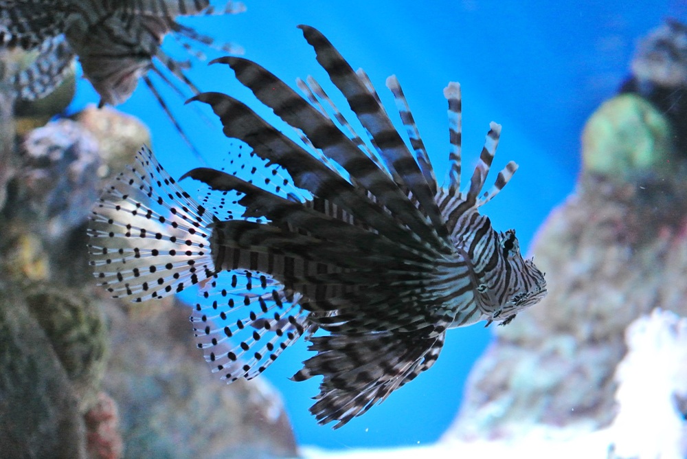 Le New England Aquarium, Boston