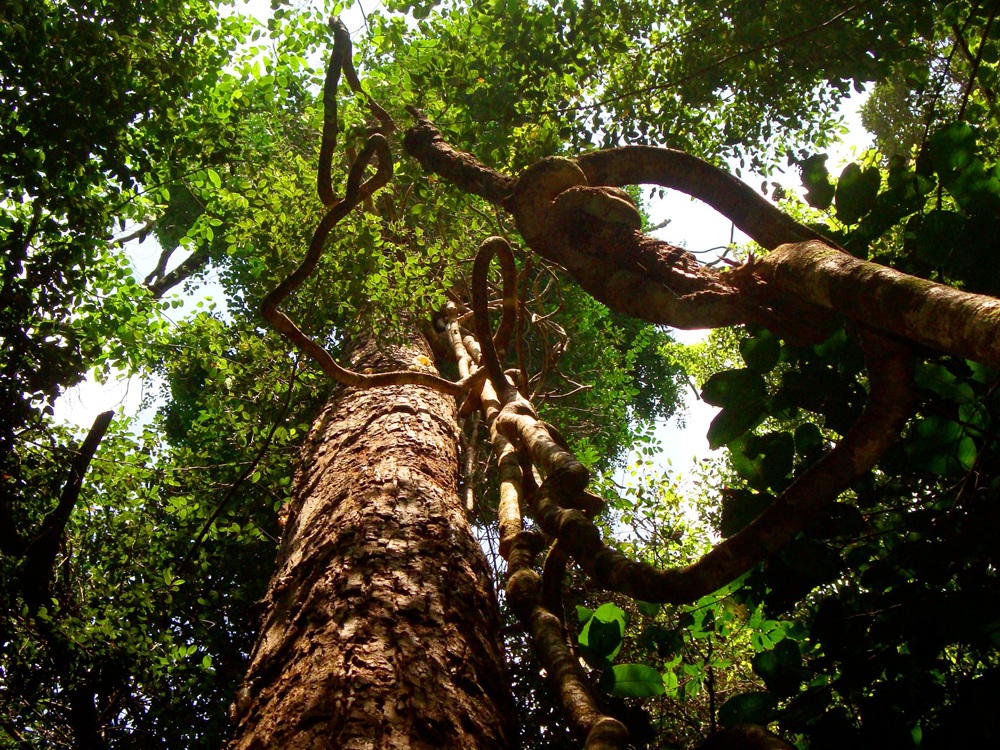 Le parc national de Phu Quoc