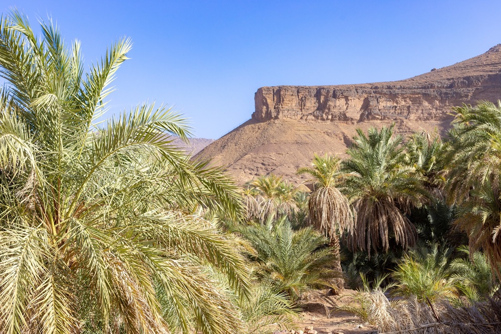 L’oasis de Terjit, Mauritanie