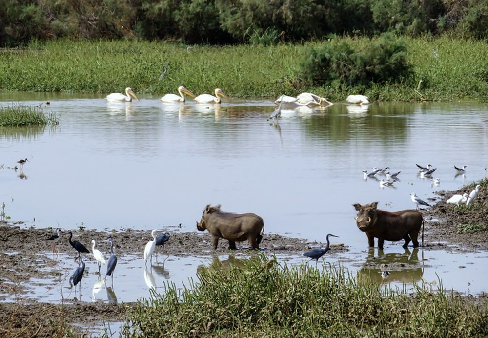Parc national du Diawling, Mauritanie