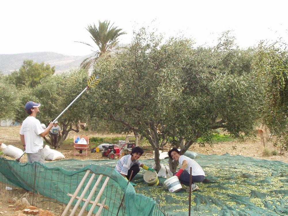 Récolte des olives à Paros