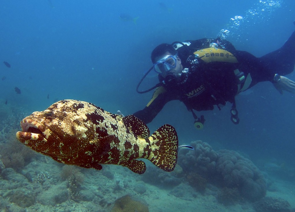 Snorkeling à Hardy Reef, Whitsundays