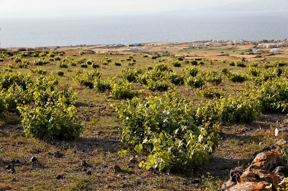 Vignes à Santorin
