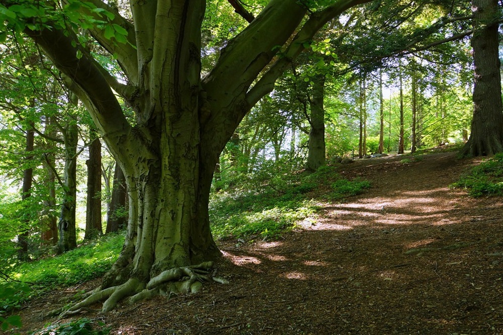 Arnold Arboretum, Boston