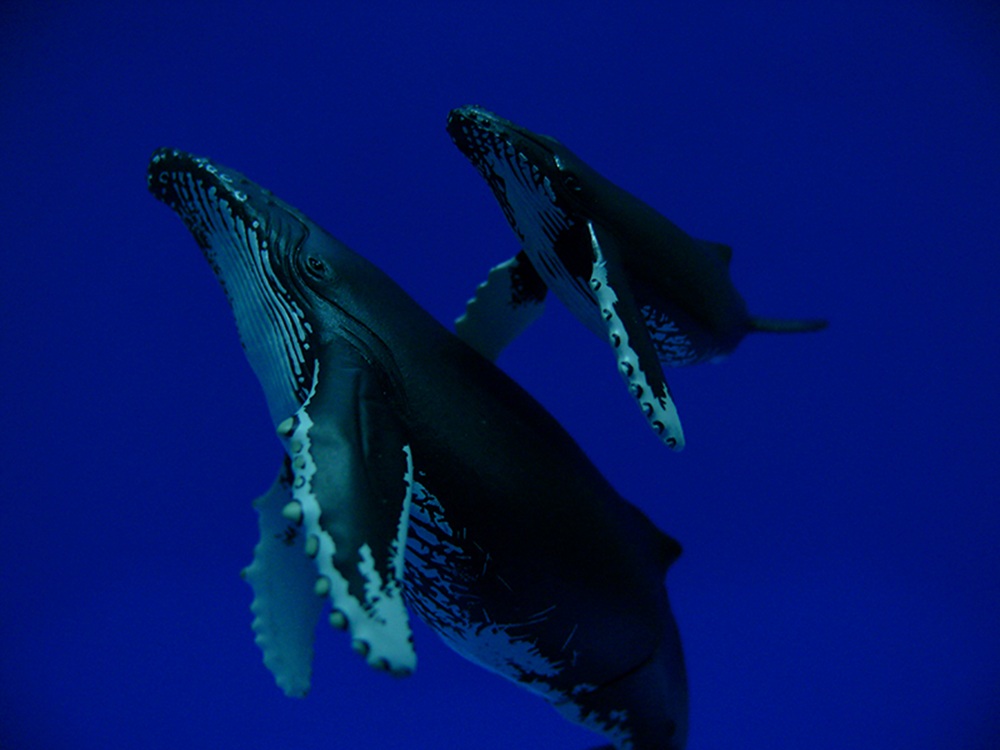 Baleines dans les eaux d’Ogasawara