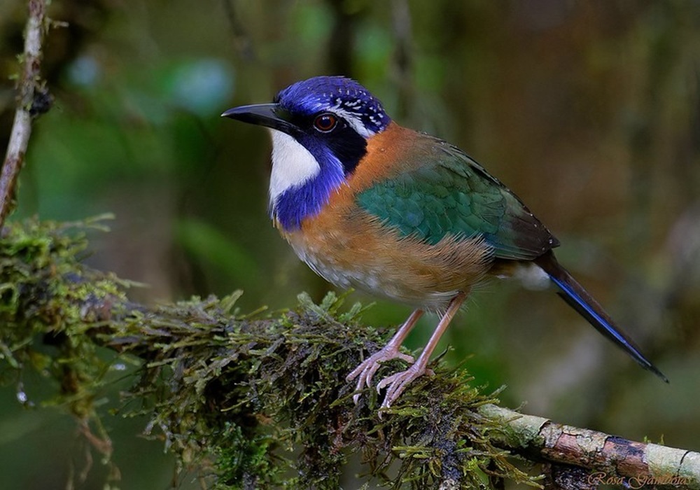 Brachyptérolle pittoïde, parc national d’Andasibe-Mantadia