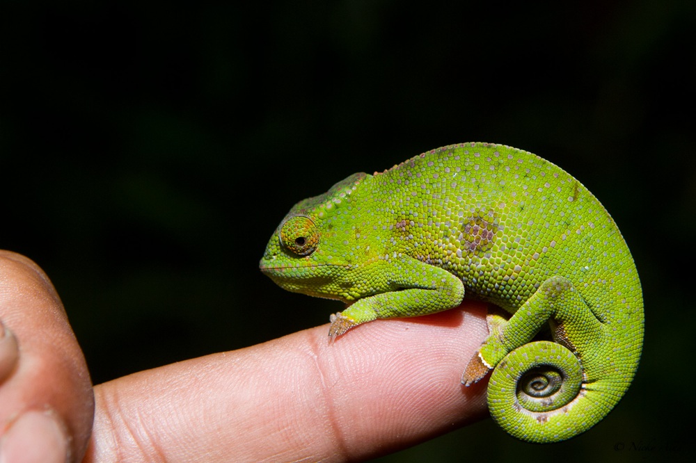 Caméléon durant une visite de nuit du parc national d’Andasibe-Mantadia