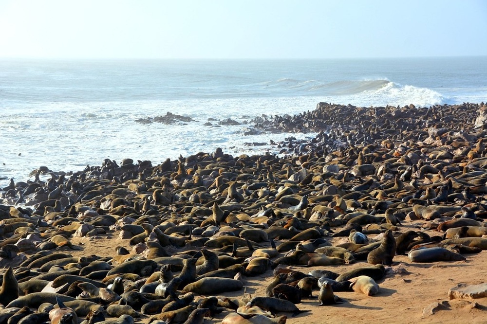 Cape Cross, Skeleton Coast