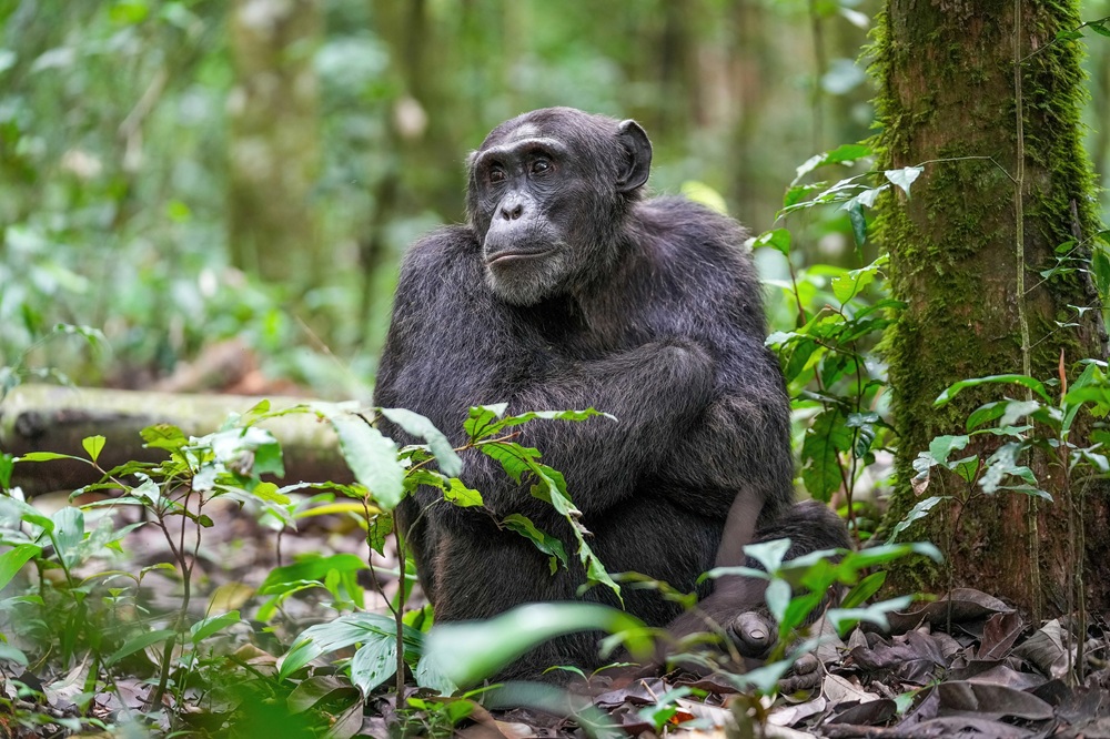 Chimpanzé à Kibale, Ouganda
