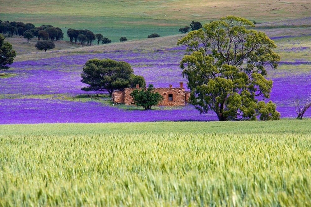 Clare Valley, Australie-Méridionale