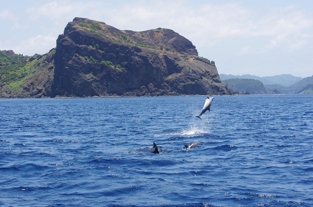Dauphins dans les eaux d’Ogasawara