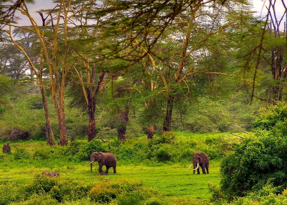 Éléphants dans la forêt de Lerai, cratère du Ngorongoro