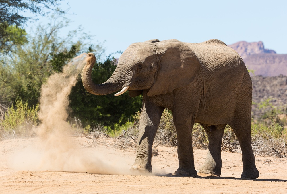 Éléphant du désert, Namibie