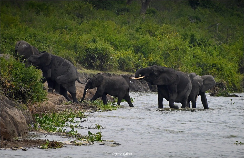Éléphants au canal de Kazinga, Ouganda