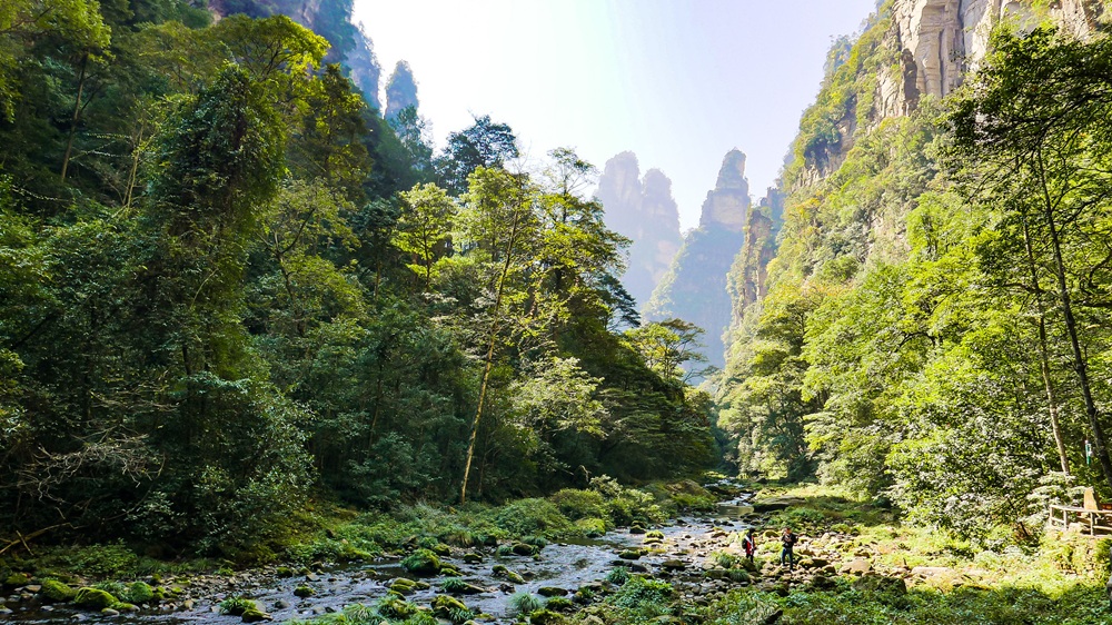 Golden Whip Stream, parc national de Zhangjiajie