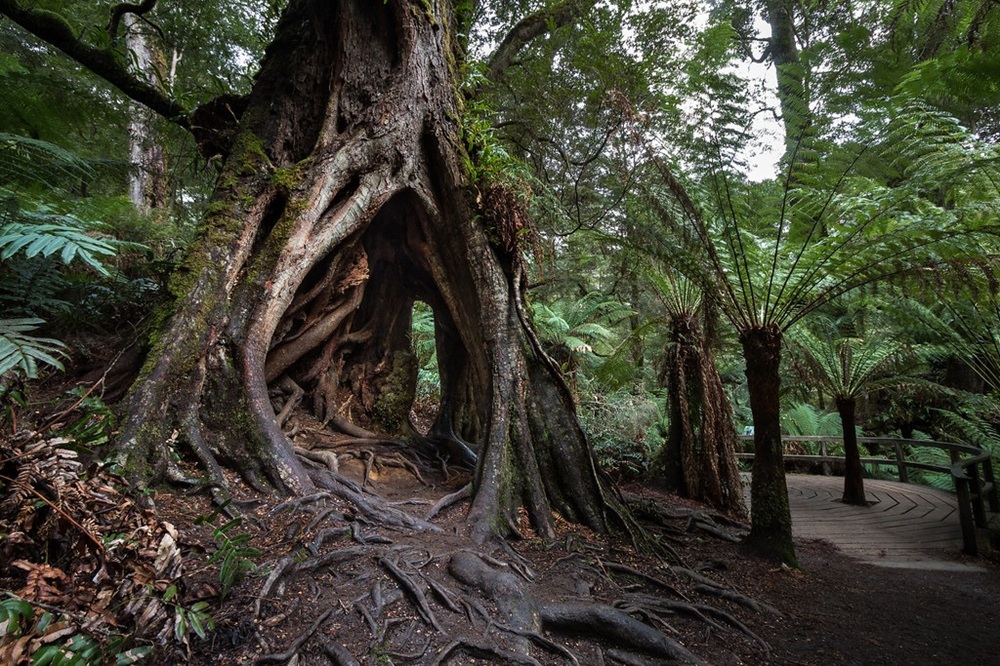 Great Otway National Park, Australie
