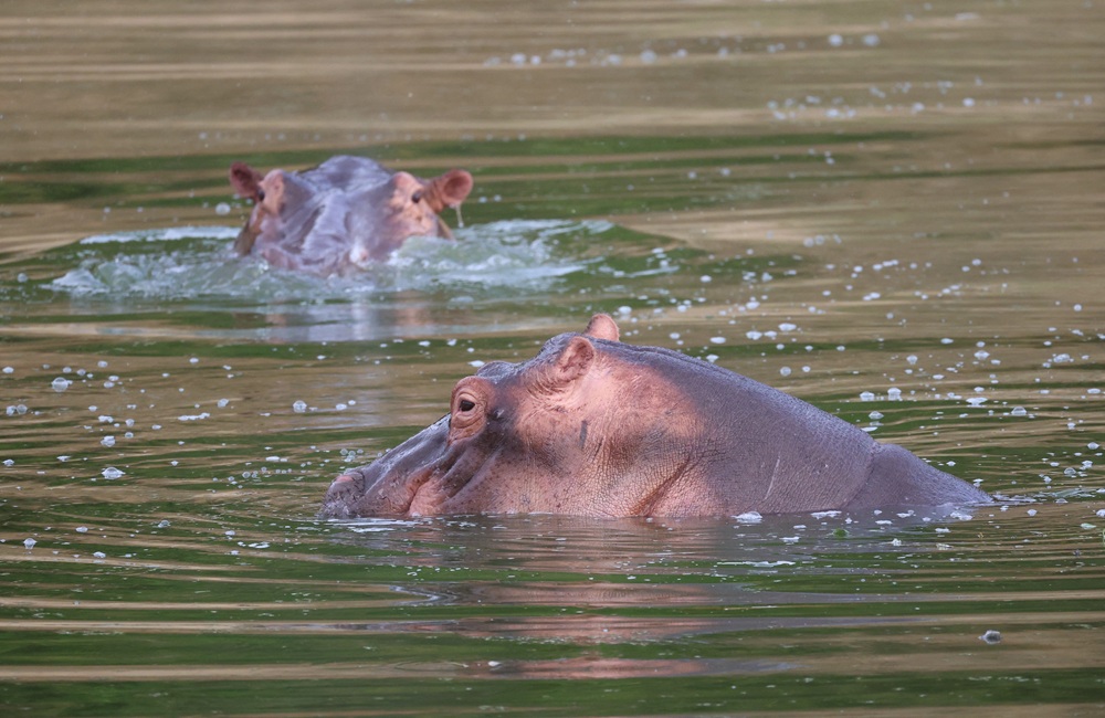 Hippopotames au Queen Elizabeth National Park, Ouganda