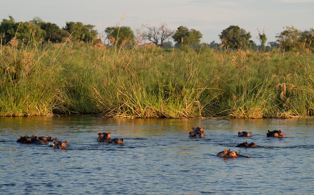 Hippopotames sur le Kwando, bande de Caprivi