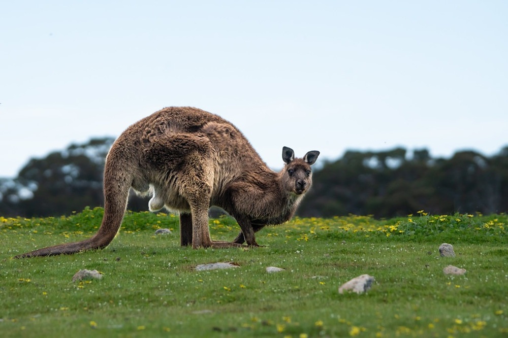 Kangaroo Island, Australie-Méridionale