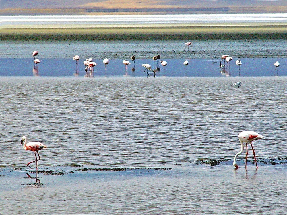 Le lac Magadi et ses flamants roses, cratère du Ngorongoro
