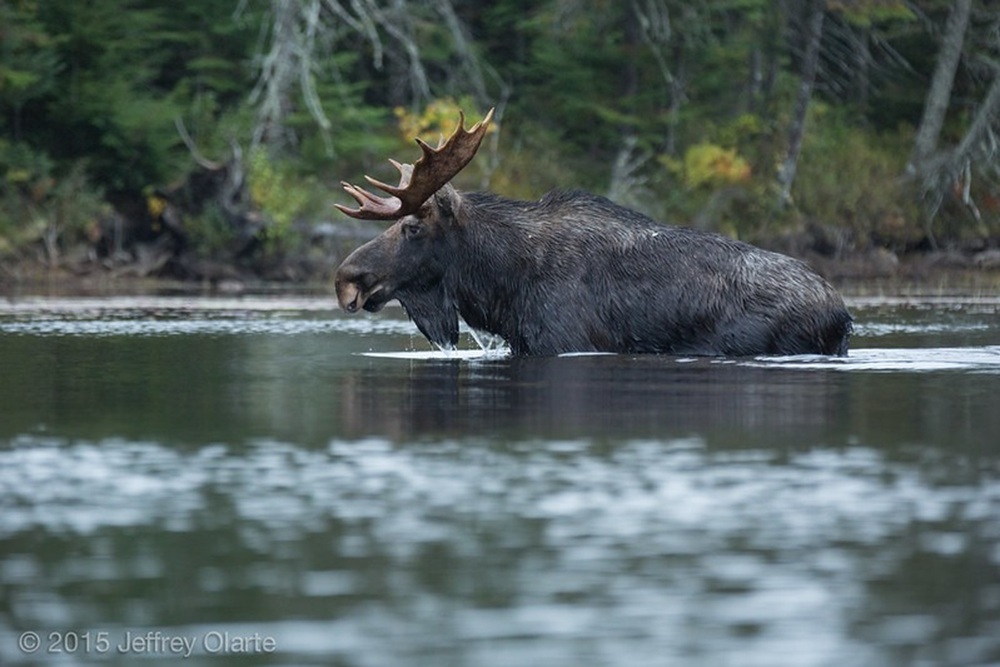 Le parc provincial Algonquin, Ontario