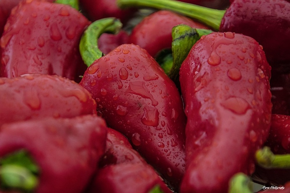 Le piment d’Espelette AOP