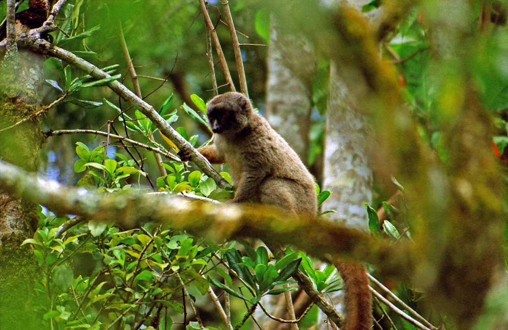 Lémurien dans le parc national de la Montagne d’Ambre, Diego-Suarez