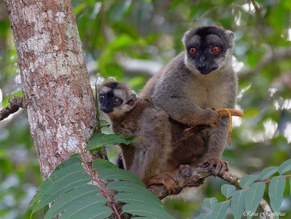 Lémuriens, parc national d’Andasibe-Mantadia