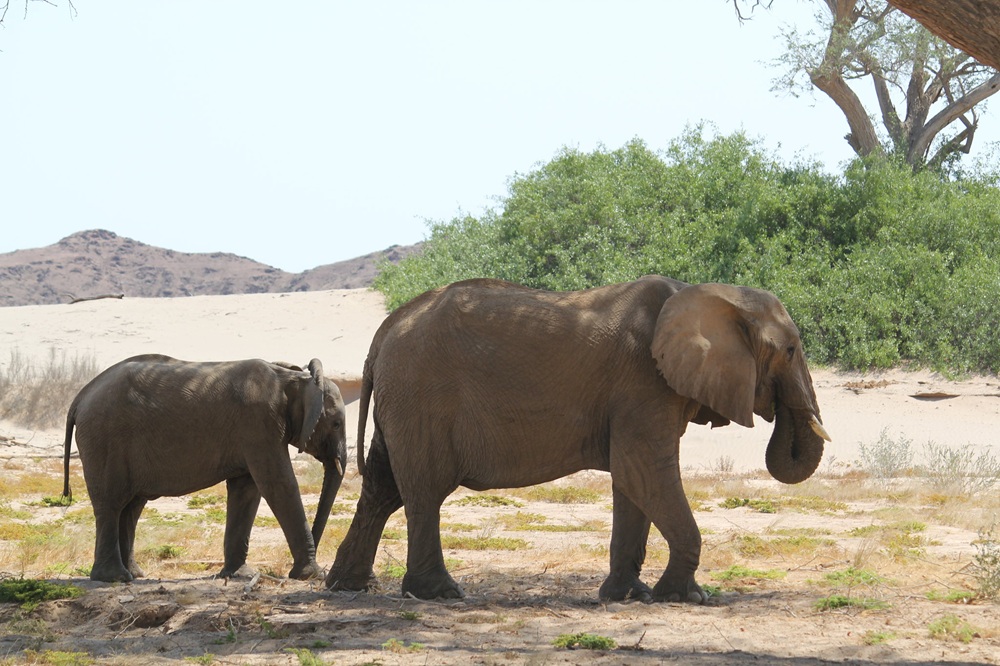 Les éléphants du désert, Kaokoland